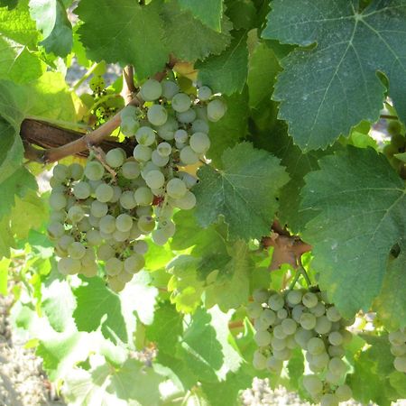 Podere Riosto Cantina&Agriturismo ピアノーロ エクステリア 写真