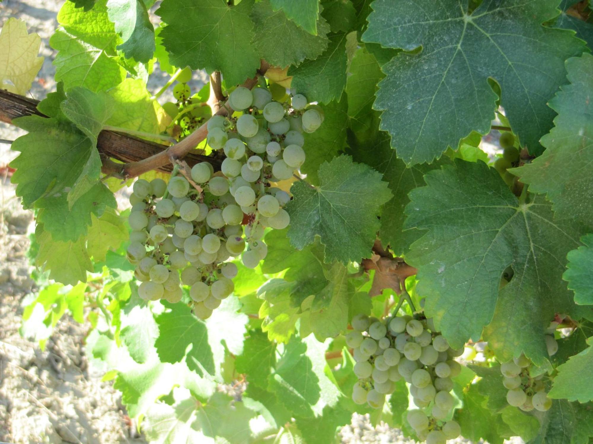 Podere Riosto Cantina&Agriturismo ピアノーロ エクステリア 写真