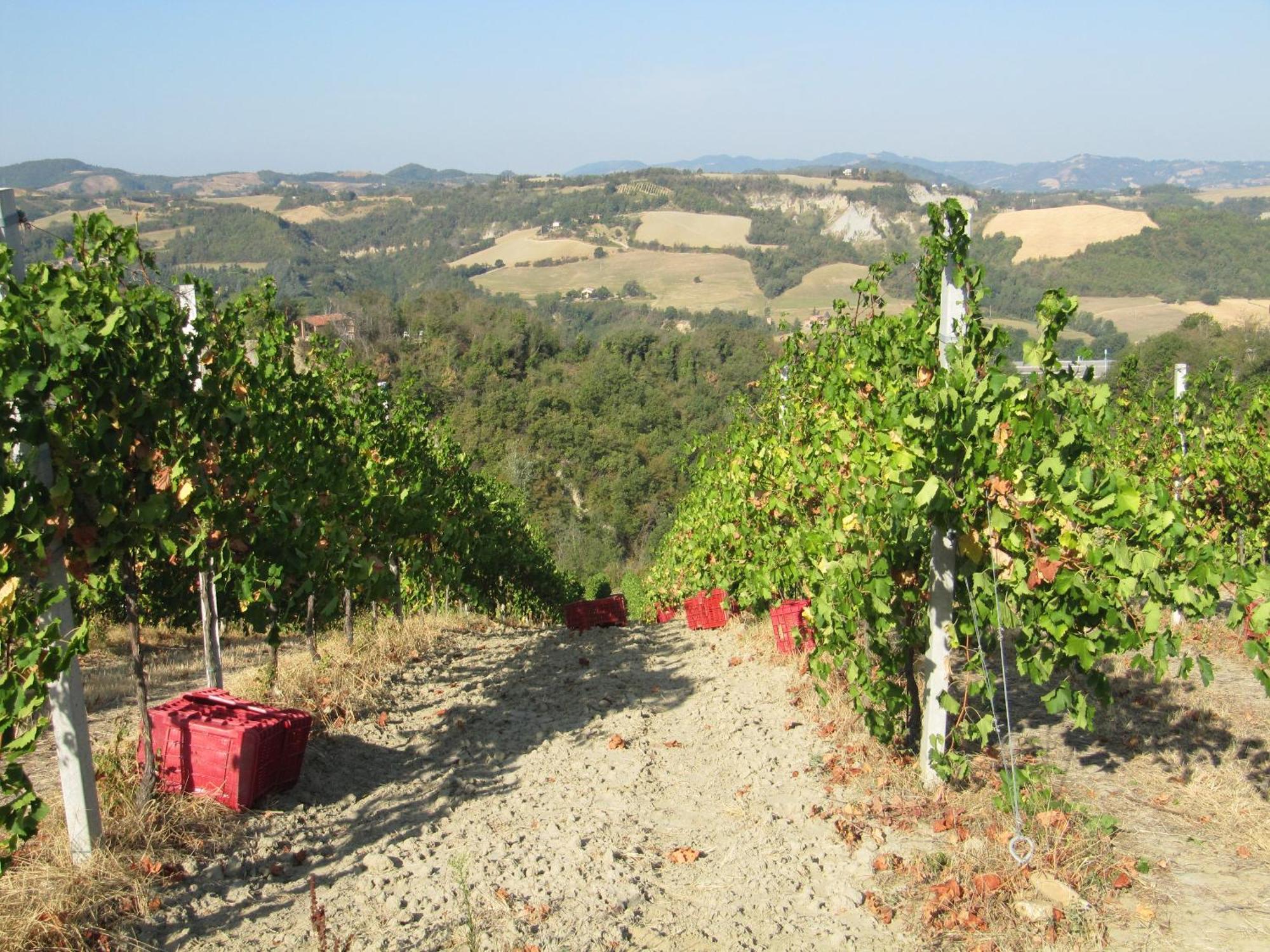 Podere Riosto Cantina&Agriturismo ピアノーロ エクステリア 写真
