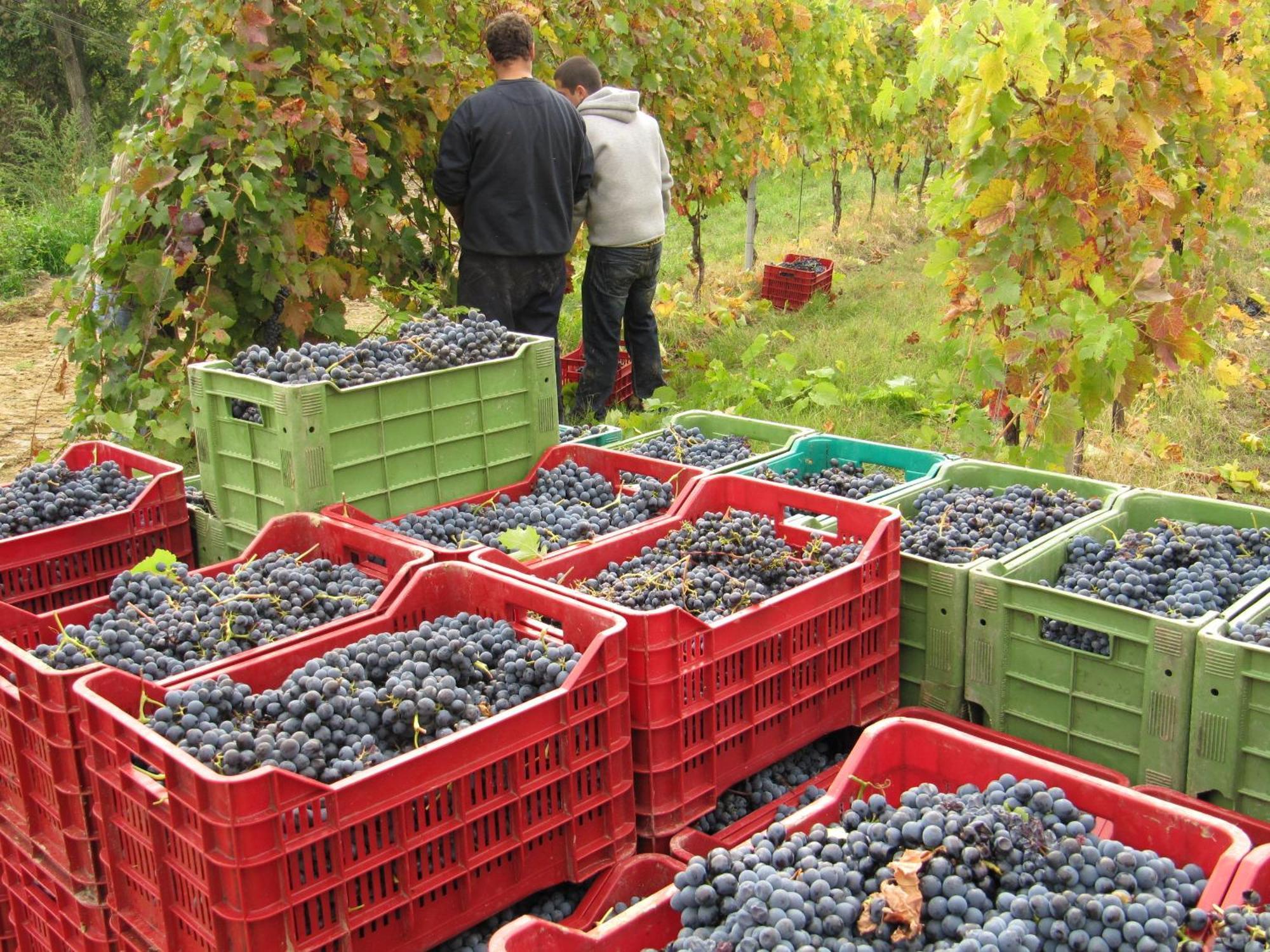 Podere Riosto Cantina&Agriturismo ピアノーロ エクステリア 写真